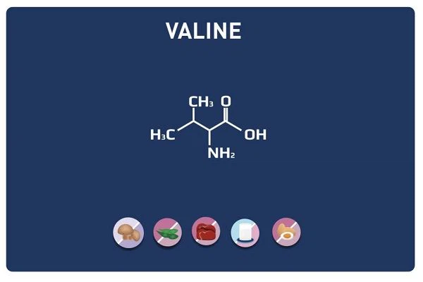 Valine