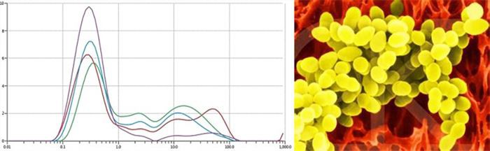 Advantages of HSF Borage Oil Powder