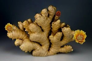 Ginger 5