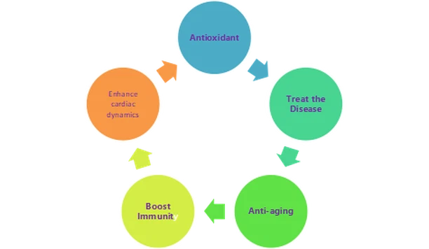 The main function of coenzyme Q10 The main function of coenzyme Q10
