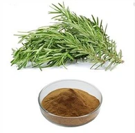 Порошок экстракта розмарина
